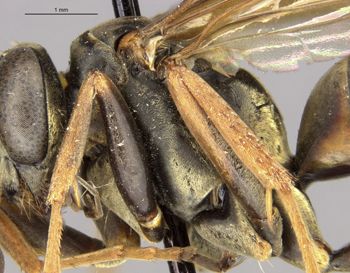 Media type: image;   Entomology 26648 Aspect: thorax lateral